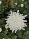 Chrysanthemum Ãâ morifolium